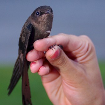 Chimney swifts have cigar-shaped bodies and their legs cannot support their body weight. The birds spend all day flying and then roost in chimneys overnight. 