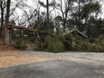 The tornado snapped trees like this one in Wetumpka. 