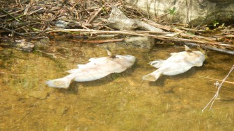 Black Warrior Riverkeeper Nelson Brooke counted at least 100 dead fish downstream of Plant Gorgas. He said this included gar, catfish and bass. 