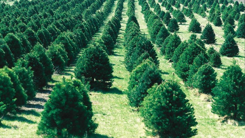 https://wbhm.org/wp-content/uploads/2004/12/christmas-tree-farm-800x450.jpg