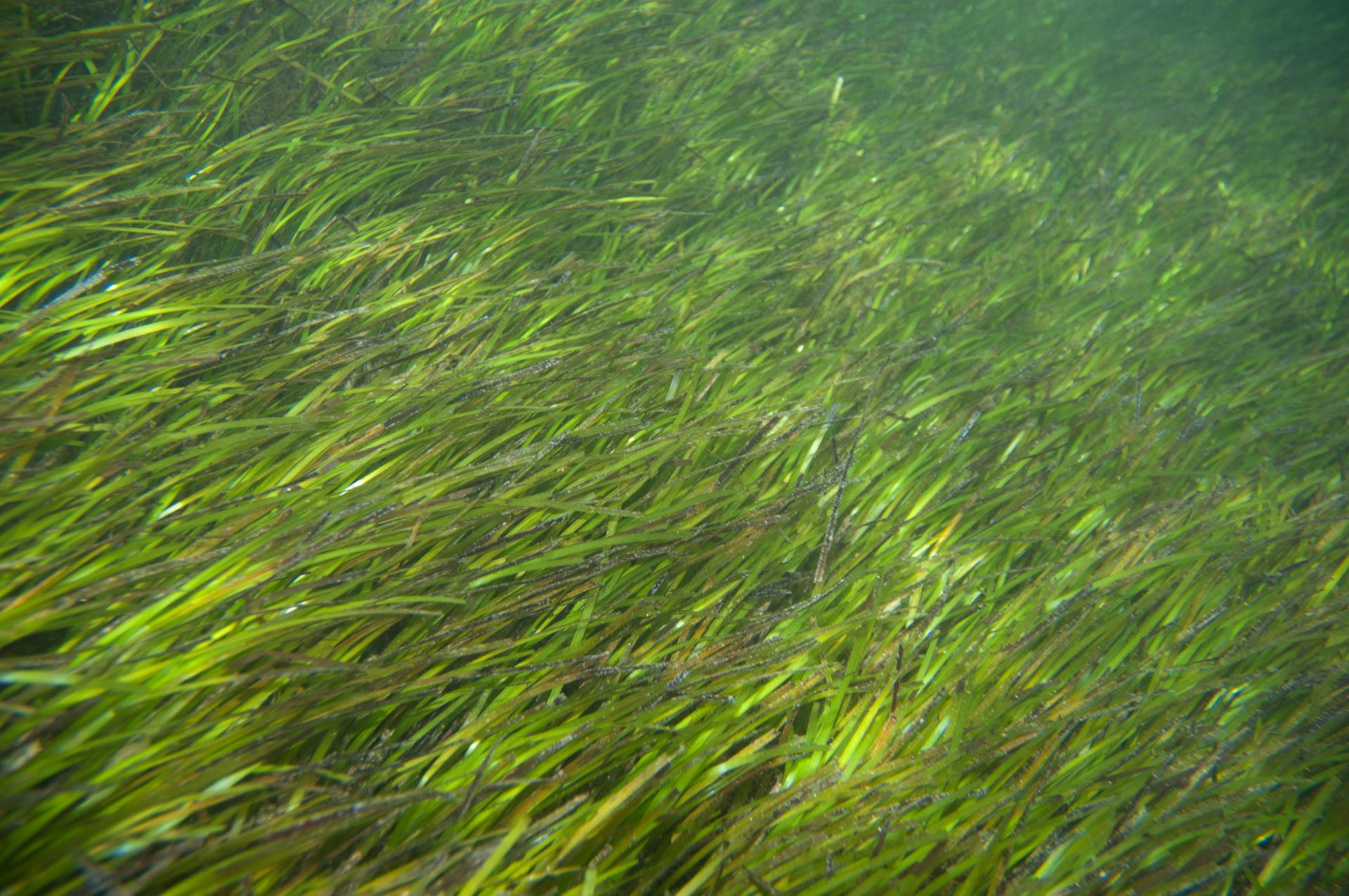 Seagrass Beds in Crisis