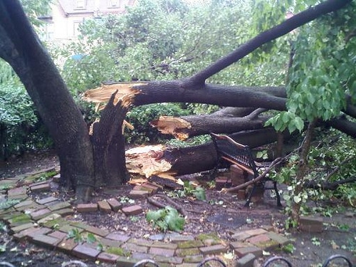 https://wbhm.org/wp-content/uploads/2011/09/trees-down.jpg