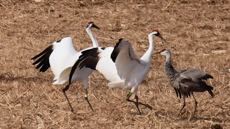 Two whooping cranes dance while a smaller sandhill crane looks on.