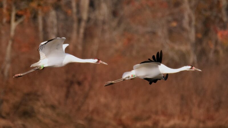 Two endangered whooping cranes come in for a landing at Wheeler National Wildlife Refuge in Decatur, Alabama.
