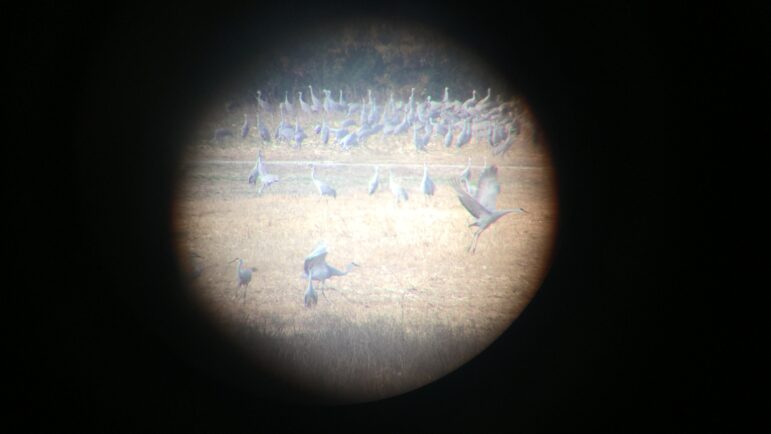 If you walk back from the observation house but want to snag one more look at the cranes from the visitor center before you leave Wheeler, it'll likely look something like this. There are telescopes mounted throughout both buildings.