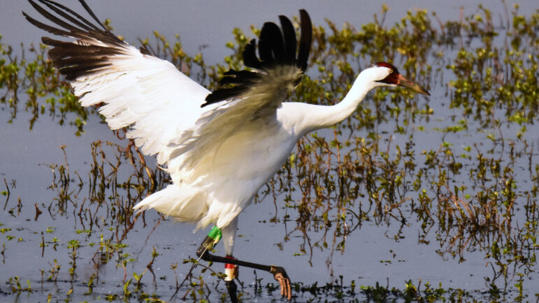 A whooping crane about to take off for another spot to find seeds, insects, and other small creatures to eat. Note the bands on its legs.