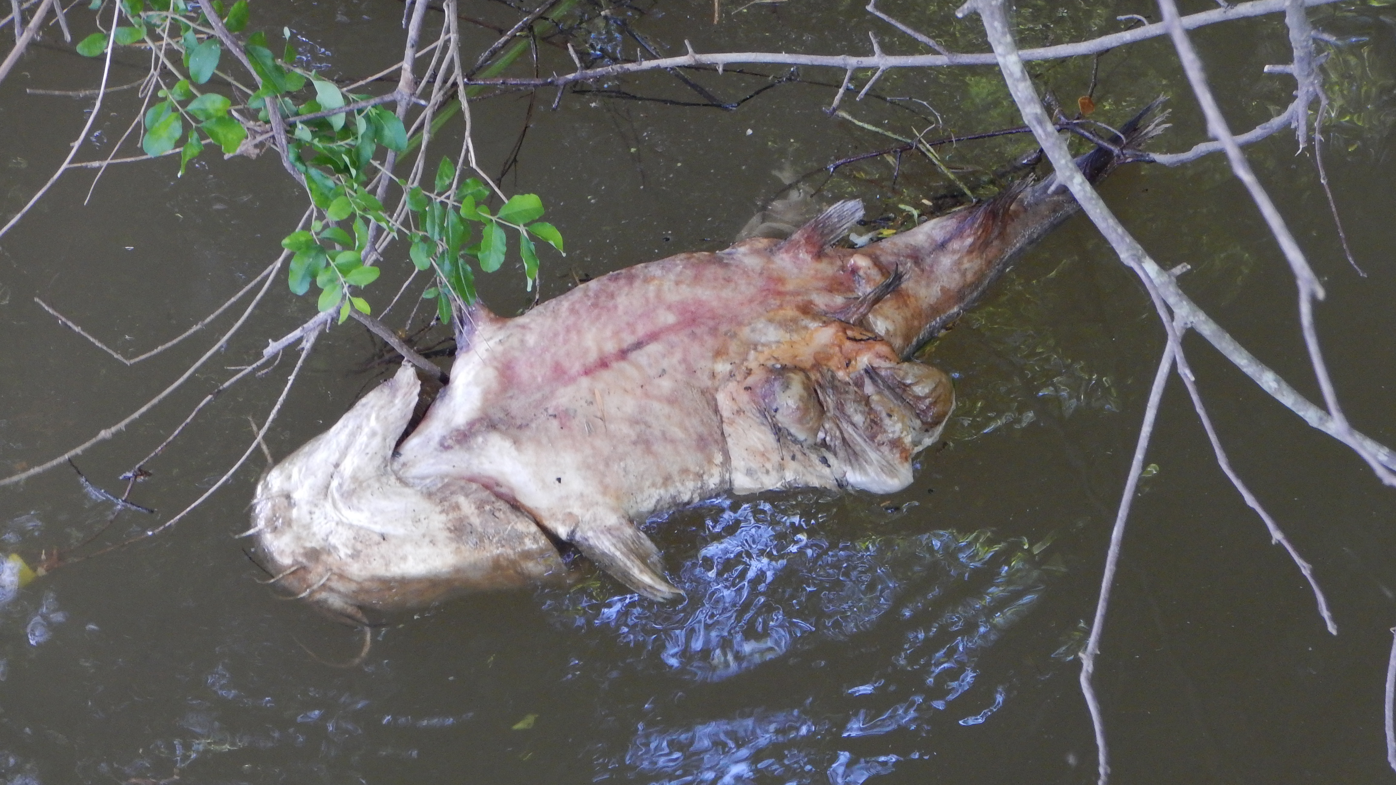 A dead fish floats belly up along the Mulberry Fork.