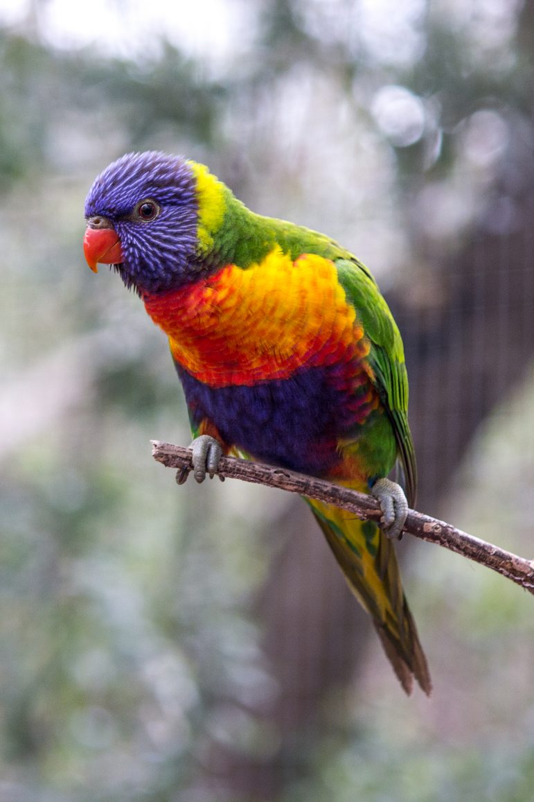 Coronavirus Impacts Revenue At Birmingham Zoo WBHM 90.3