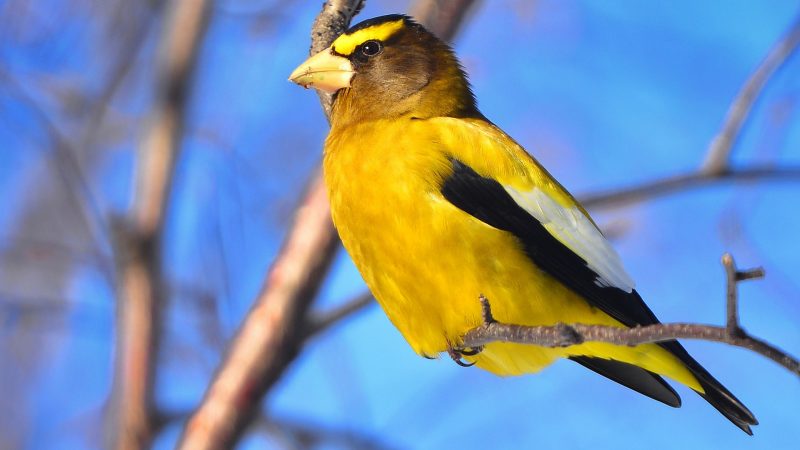 An evening grosbeak, a yellow winter finch with streaks of black and white
