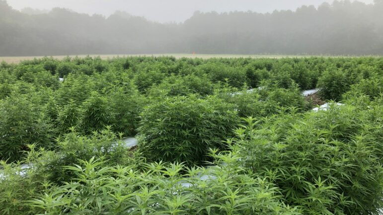 The Alabama Cooperative Extension System at Auburn University grows cannabis for research.