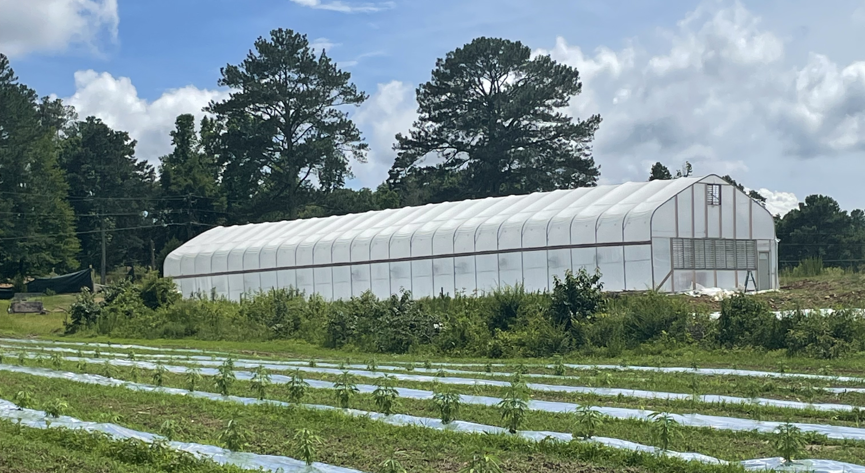 Dry Creek Hemp grows most of its hemp outside and some in a greenhouse. Medical marijuana would have to be grown inside.