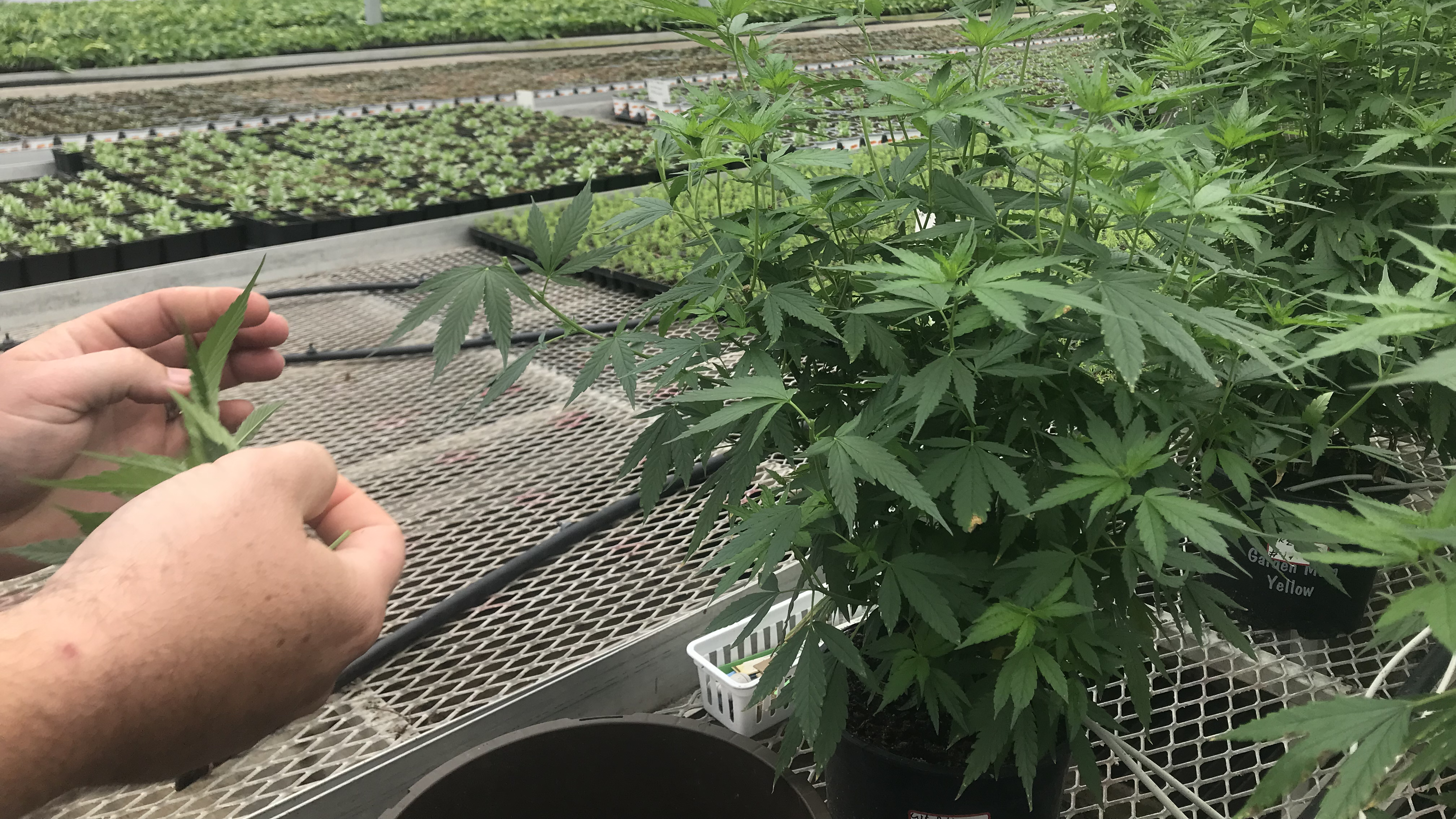 Jon Hegeman grows his hemp among other plants in a controlled greenhouse.