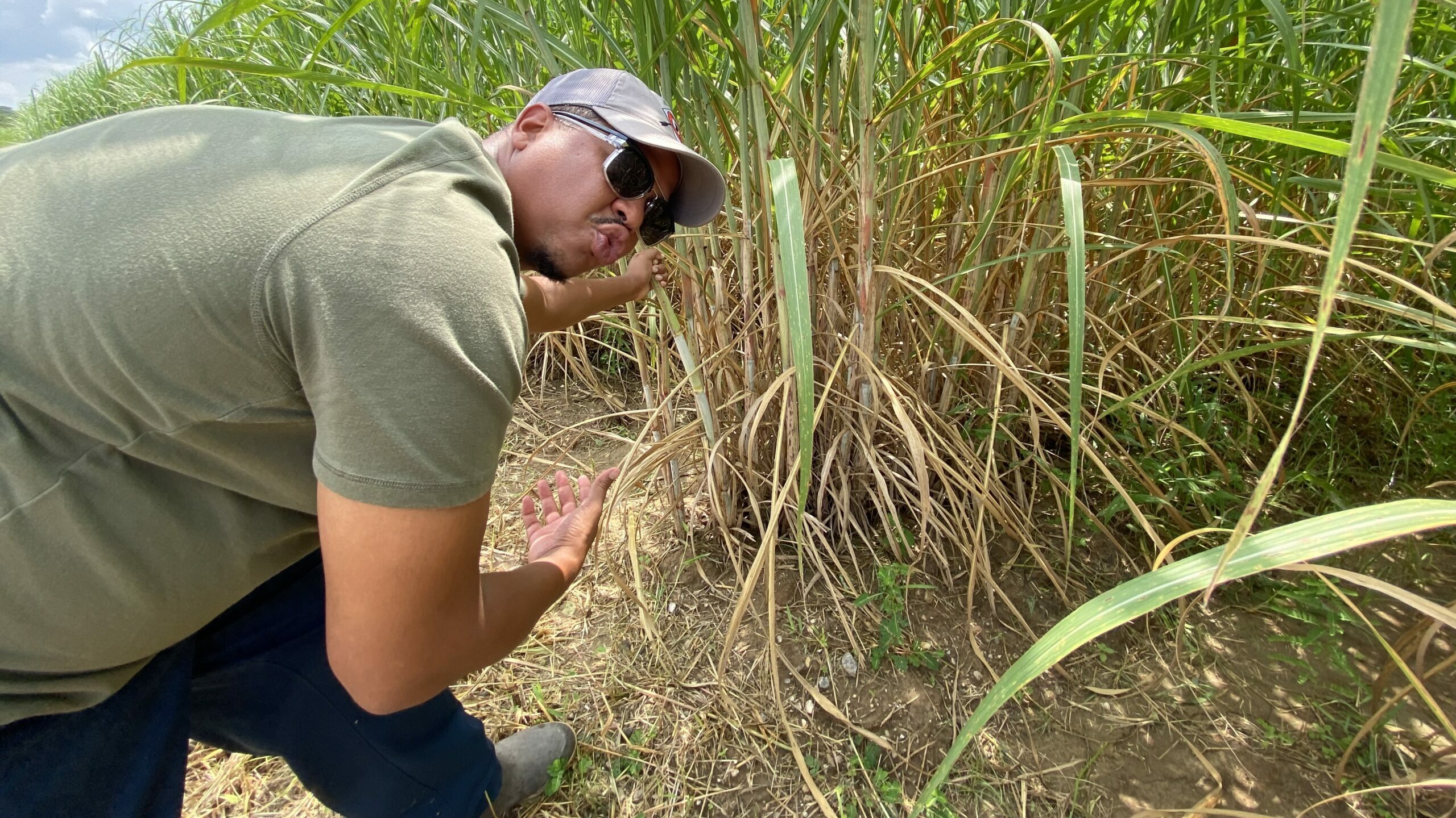 Eddie Lewis III, a Black farmer in Louisiana, shows off his sugar cane crops on his family farm.