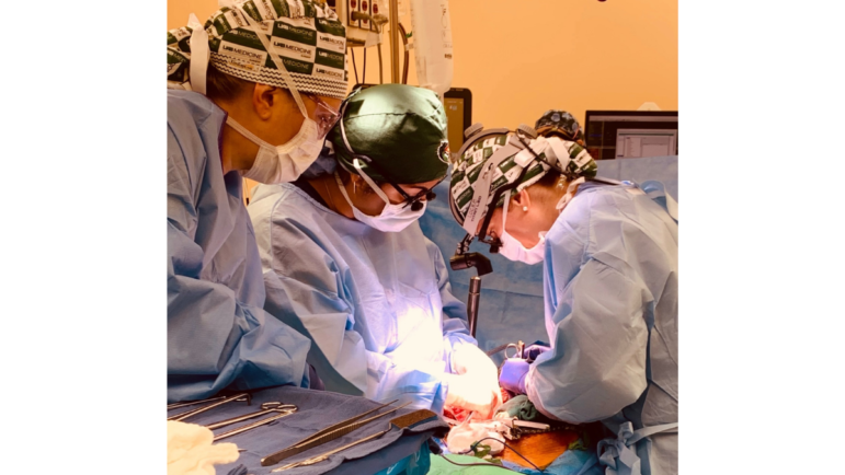 UAB's surgical team prepares the abdomen of the brain-dead recipient for xenotransplantation.