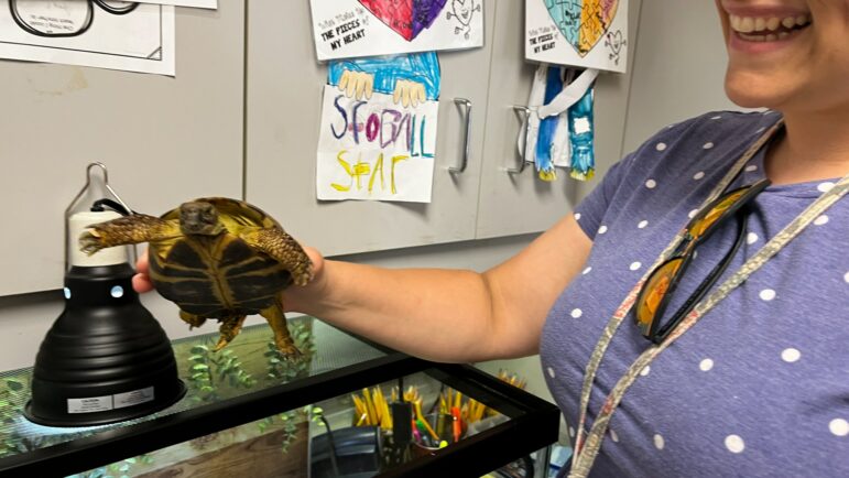 Dawn Fields teaches 3rd grade at Huntington Place Elementary in Northport. One of the highlights of her classroom this year is the class pet, a Russian box tortoise named Boris.