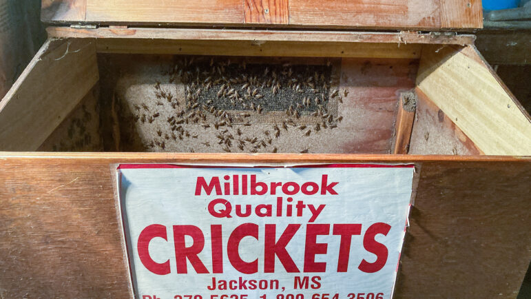Kelley’s General Store sells crickets for bait at their store in Sandersville, Mississippi, July 1, 2022. The cost of a tube of 100 crickets has gone up recently due to inflation. 