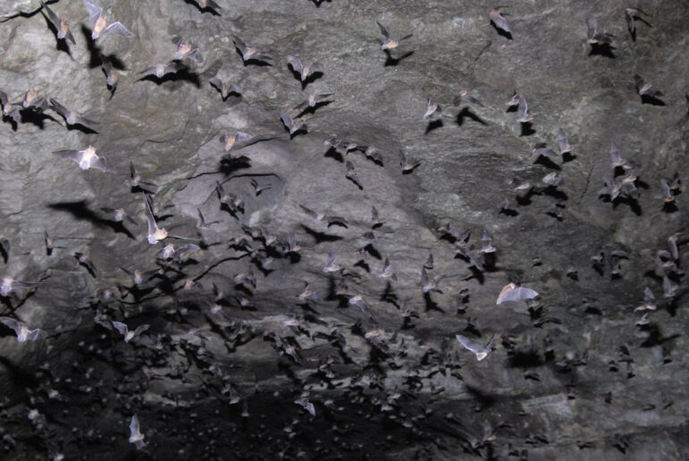 bats flying out of cave