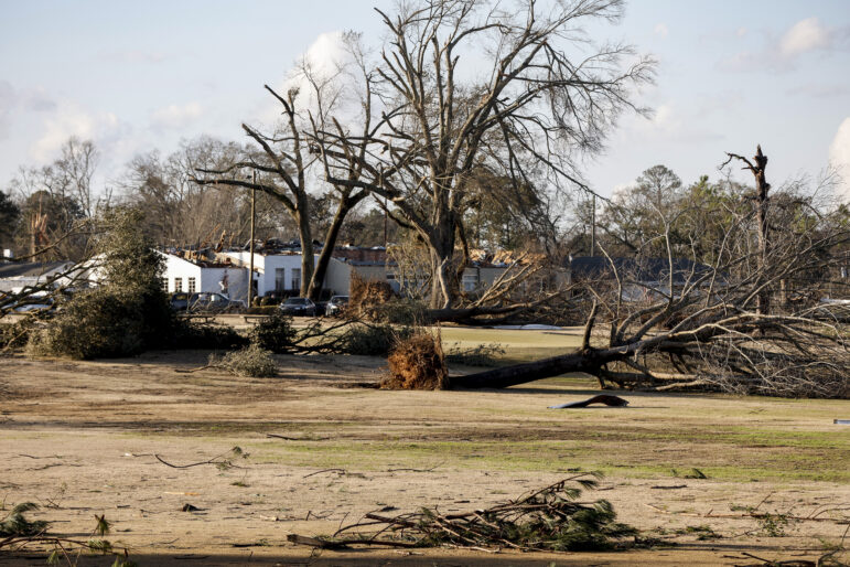 Fallen, uprooted trees and limbs in a grassy area in Selma.