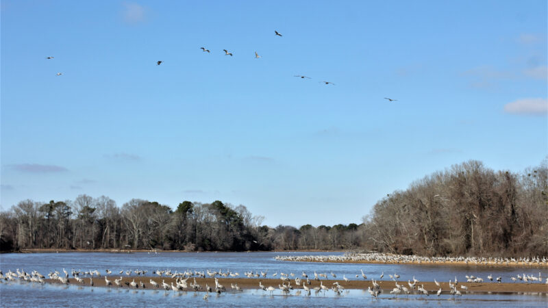 A large group of sandhill cranes stand in shallow water and on dirt peninsulas in a swamp area.