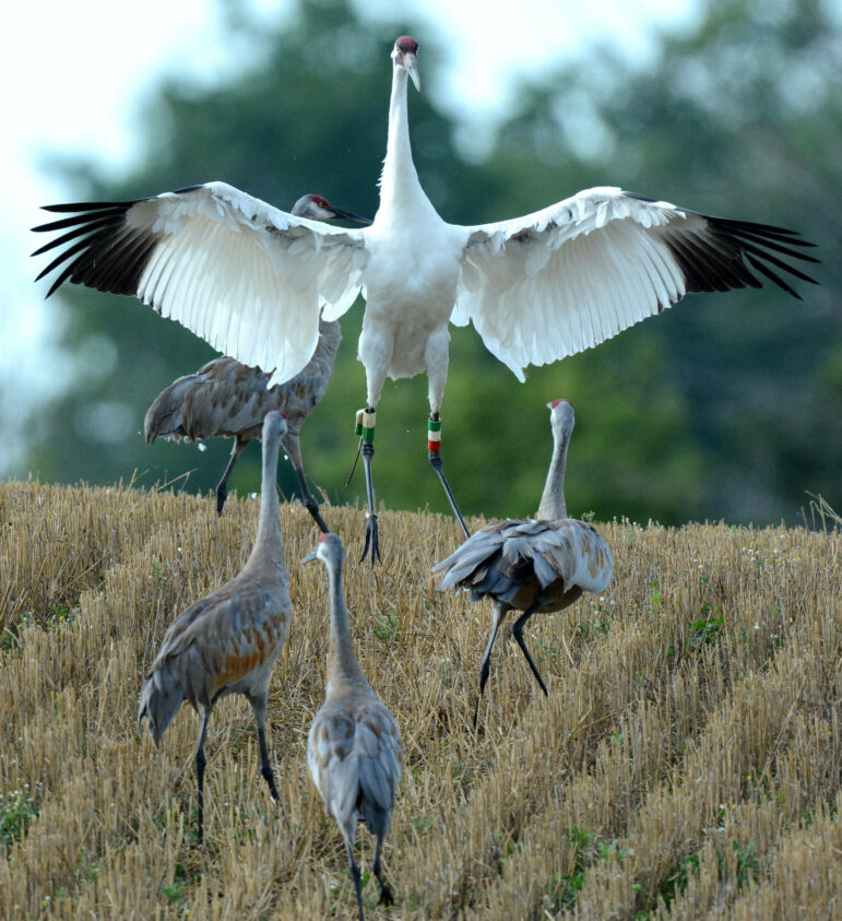 A white whooping crane takes flight as four gray sandhill cranes stand in the background