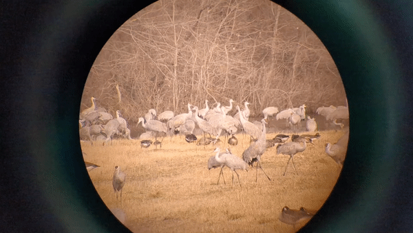 A gif shows video of a group of sandhill cranes in a grassy area.