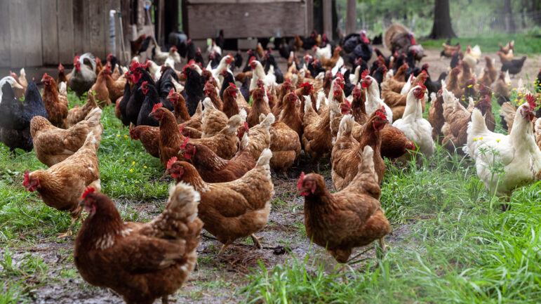 A large flock of birds — chickens, roosters, ducks and turkeys — are part of the DeLaTerre Permaculture Farm’s regenerative agriculture practice, shown here on April 3, 2023, in Eros, Louisiana.