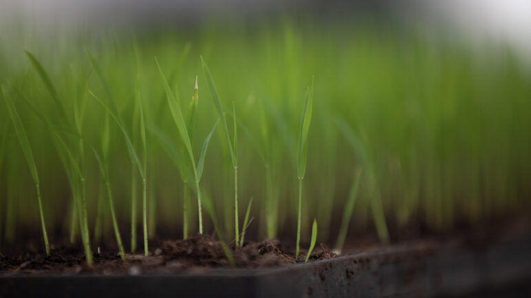 Several varieties of rice grow in a greenhouse on April 4, 2023, at Jubilee Justice on Inglewood Farm in Alexandria, Louisiana.