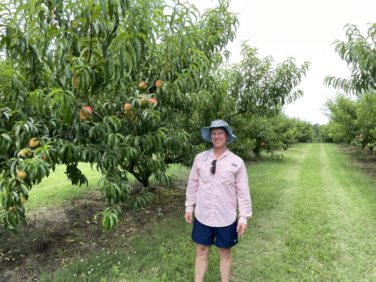 Andy Millard helps run Mountain View Orchards in Chilton County. He says he lost as much as 80 percent of his peach crop this year, due to weather damage.