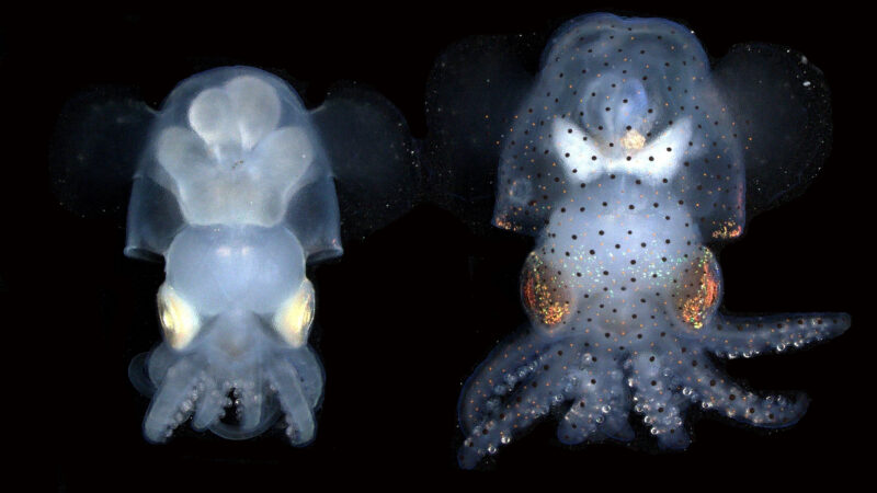 https://wbhm.org/wp-content/uploads/2023/08/hummingbird-bobtail-squid-euprymna-berryi-albino-on-the-left-and-wild-type-on-the-right-ba00a6971bbbf425b5a9d7924edd7db22afae644-1-800x450.jpg