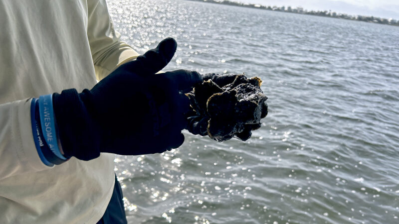 https://wbhm.org/wp-content/uploads/2024/02/Oyster_Recycling_Counting-800x450.jpg