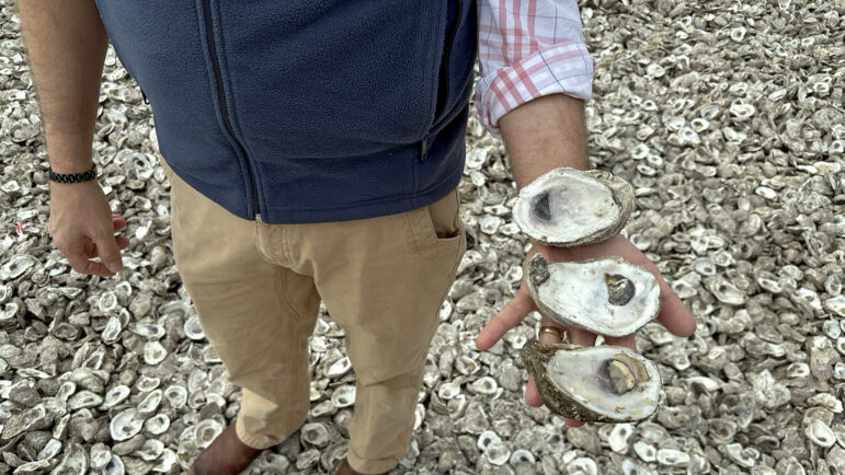 P.J. Waters shows oyster shells with varying levels of decayed materials in Gulf Shores, Alabama, on Feb. 9, 2024.