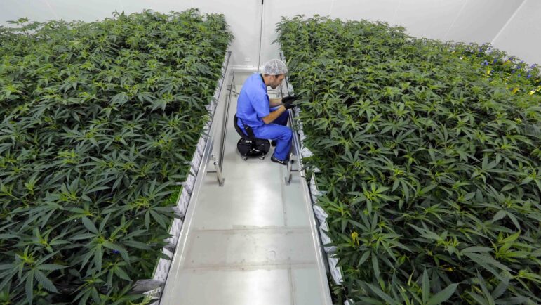 In this file photo, Thomas Uhle tends to marijuana plants at GB Sciences Louisiana, in Baton Rouge, La. on Tuesday, Aug. 6, 2019. (AP Photo/Gerald Herbert, File)