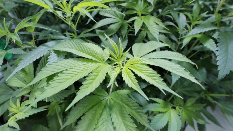 In this file photo, marijuana plants grow at GB Sciences Louisiana on Aug. 6, 2019, in Baton Rouge, La.