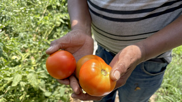 James Brewer holds tomatoes harvested from one of his high tunnels in Greenwood, Mississippi, on Monday, July 1, 2024.