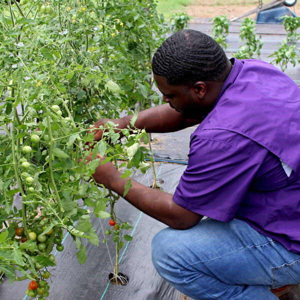 https://wbhm.org/wp-content/uploads/2024/08/MS_Smart_Ag_Cherry_Tomatoes-600x600.jpg