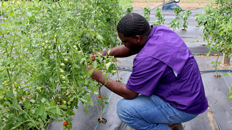 An Alcorn State University student examines cherry tomatoes on Start 2 Finish Farm in Marks, Mississippi, on Wednesday, June 19, 2024.