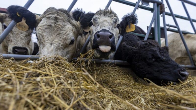 https://wbhm.org/wp-content/uploads/2024/09/0114_appleton-farms01-1000x667-1-800x450.jpg