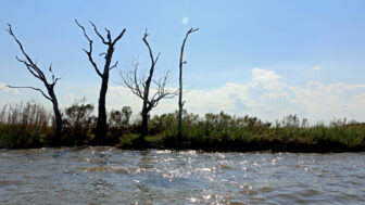 Dead lemon trees stick out of the ground of a sacred mound in Adams Bay in Louisiana on Sept. 20th, 2024.