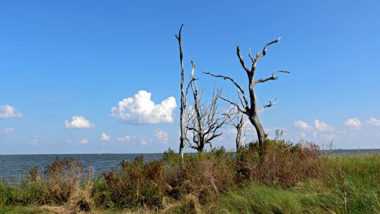 Dead trees stick out of the ground of the Lemon Tree Mound in Adams Bay in Louisiana on Sept. 20th, 2024.