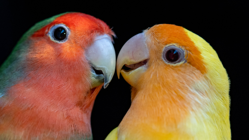 https://wbhm.org/wp-content/uploads/2024/10/parrot72-800x450.png