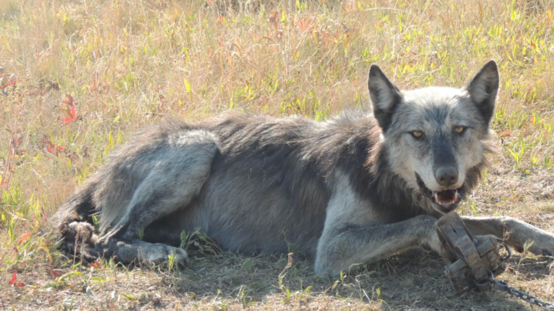 https://wbhm.org/wp-content/uploads/2024/10/wolf-caught-in-foot-hold-trap-244-hot-wyoming-1-800x450.png