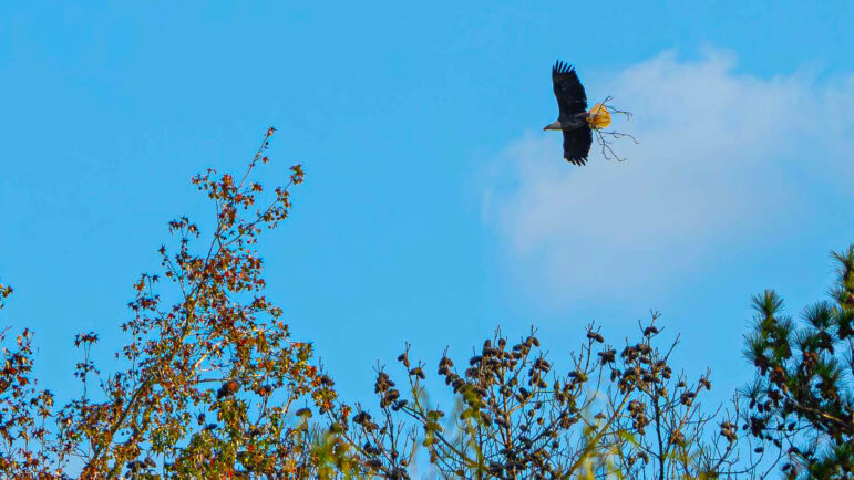 One of two displaced bald eagles carries nesting material two days after the tree containing its nest was felled by a developer.