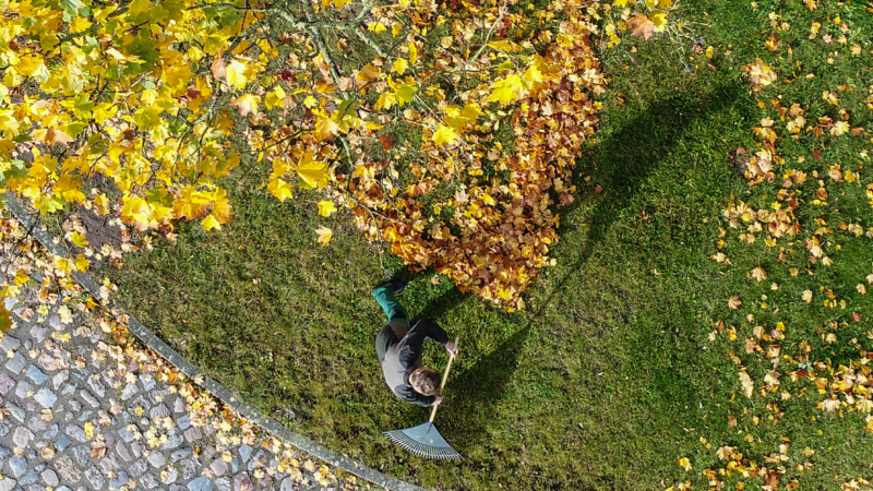 https://wbhm.org/wp-content/uploads/2024/11/aerial-raking-leaves-800x450.png