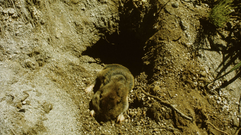 https://wbhm.org/wp-content/uploads/2024/11/gopher-original-habitat-st-helens-800x450.png