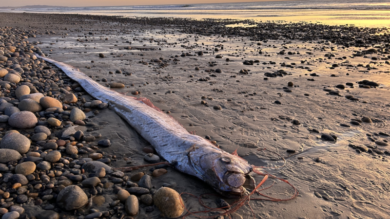 https://wbhm.org/wp-content/uploads/2024/11/oarfish-800x450.png