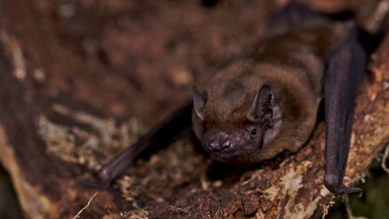 https://wbhm.org/wp-content/uploads/2025/01/common-noctule-bat-1-credit-kamran-safi-mpi-ab-800x450.png