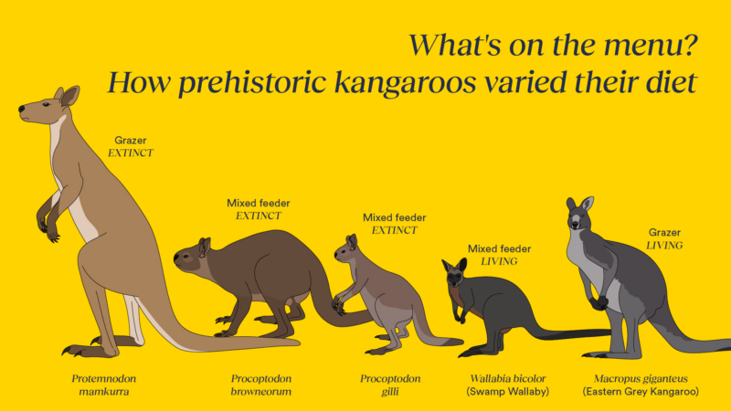 https://wbhm.org/wp-content/uploads/2025/01/extinct-vs-living-kangaroo-diets-03-v3-800x450.png