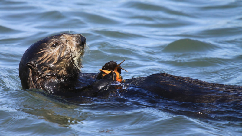 https://wbhm.org/wp-content/uploads/2025/01/usfws-southern-sea-otter-green-crab-large-800x450.png