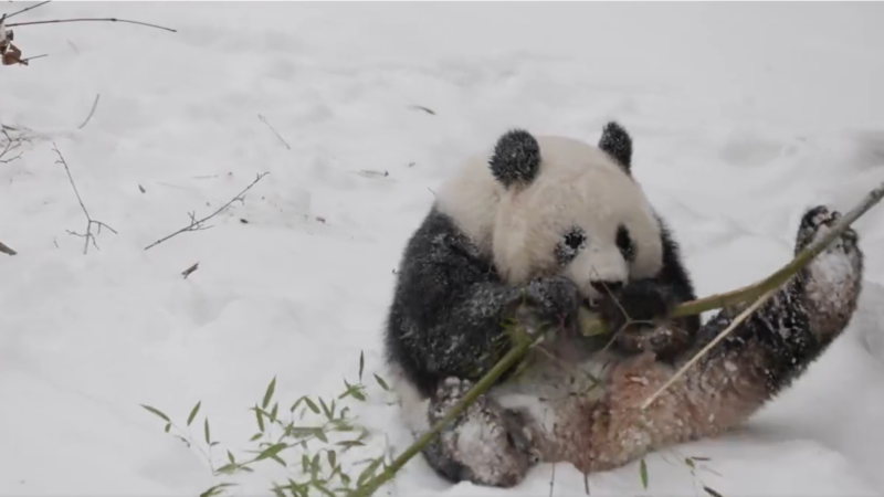 https://wbhm.org/wp-content/uploads/2025/01/winter-giant-panda-800x450.png