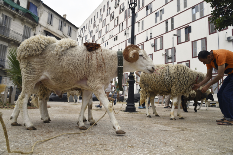 Sheep are for sale in a northern district of Algiers on June 8, 2024, ahead of the Eid al-Adha, or "Feast of Sacrifice," when Muslims around the world slaughter sheep and cattle in remembrance of Abraham's near-sacrifice of his son.